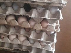 Яйца на инкубатор