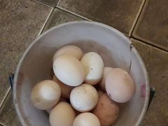 Яйца на инкубатор.куриные,утиные