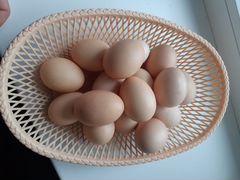 Инкубационное яйцо, Мехеленская кукушка