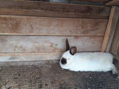 Кролики белые голландске и чёрный самец