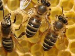 Пчелы пчелиная семья