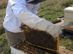 Отводки пчелосемей