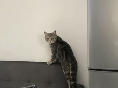 Вязка Кошка ищет котика
