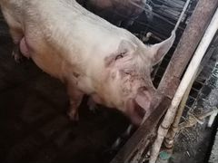 Свиноматка хряк кабан