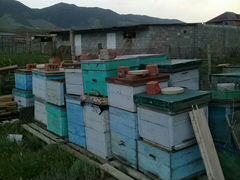 Ящики под пчёл