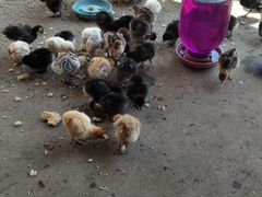 Индюк с цыплятами