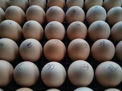 Инкубационное яйцо Kobb 500 бройлер Чехия