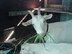 Продам козу первокотку молока даёт больше трёх лит
