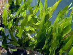 Растение для морского аквариума каулерпа