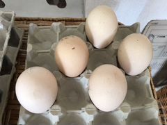 Инкубационные яйца индийского павлина