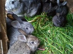 Кролик самка с 8-мью крольчатами