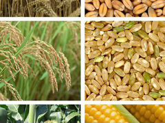 Кукуруза И корма для сельскохозяйственных животных