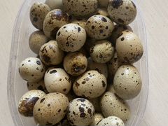 Яйца перепелиные инкубационные