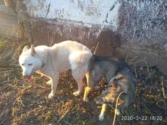 Лайки западно-сибирские щенки
