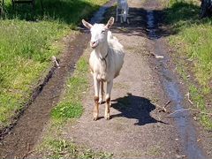 Продам козу дойную 4 года зовут Снежана.2-х козоче