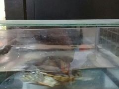 Черепаха водоплавающая