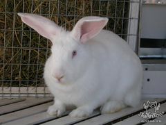 Кролики- белый великан 2года