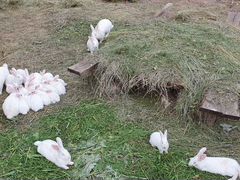 Кролики Белый Панон