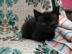 Чёрный котик 1.5мес 1 р