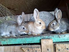 Крольчата и кролики доставка