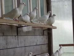 Продажа Белых спортивных голубей