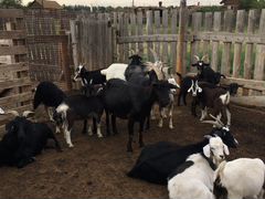 Продаю коз и козлят