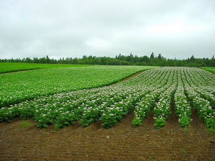 Готовый бизнес по выращиванию картофеля