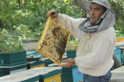 Пчелы, пчеломатки