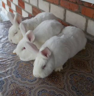 Продам кроликов нзб, Калифорния
