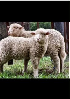 Купл коз овец