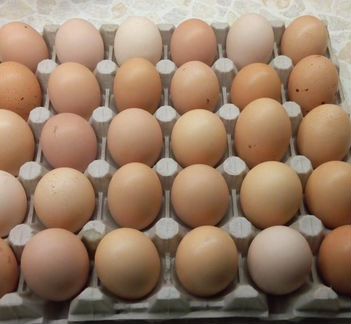 Яйцо на инкубацию цыплят и утят мускусной породы