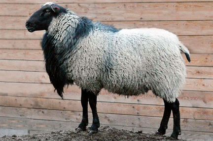 Табун овец