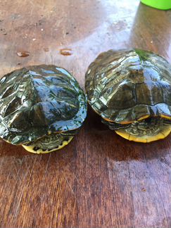 Черепахи красноухие (пара)