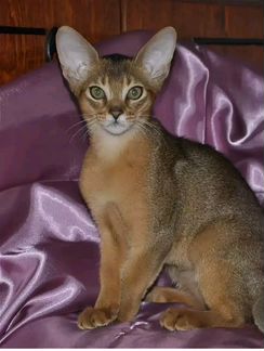 Абиссинский котенок (кошечка)