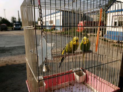 Два попугая с клеткой