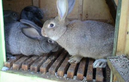 Кролики живые 2 месяца