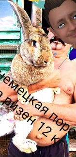 Продаются кролики великаны в Белгороде