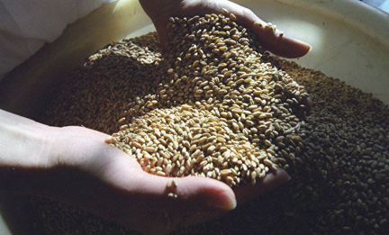 Зерно корма для животных