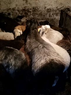 Овцы, баранчики на мясо