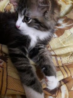 Котик, 3 месяца,самостоятельный,ласковый,приучен к