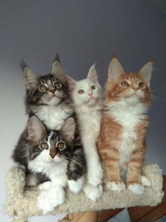 Котята мейн-кун и полидакты (мальчики и девочки)