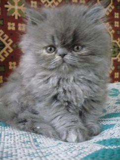 Чистокровные персидские котята
