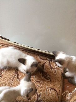 Продаются Сиамско-Тайские котята