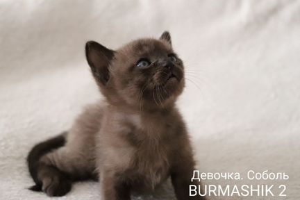 Бурманские котята в Крыму