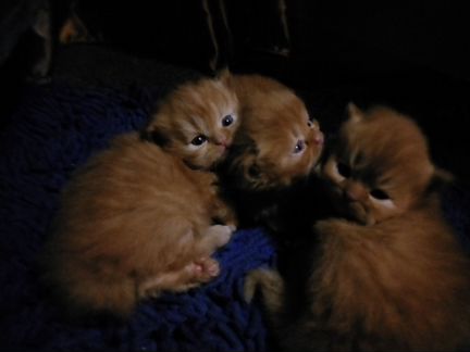 Персидские котята. Рыжие
