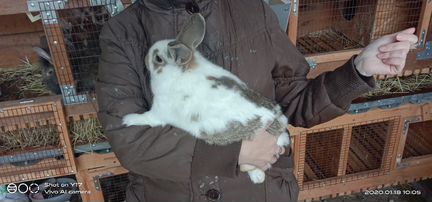 Обмен самца на крольчиху