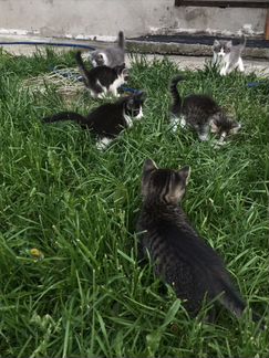 Котята сибирские (1 месяц)