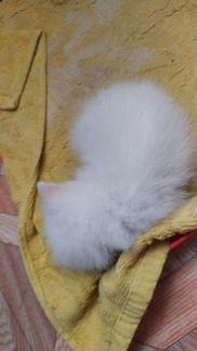 Котята 1.5 месяц