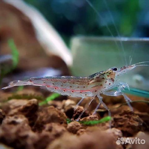 Креветки Амано,Жёлтые,Оражвый Огонь