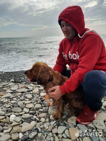 Вязка английский кокер спаниель